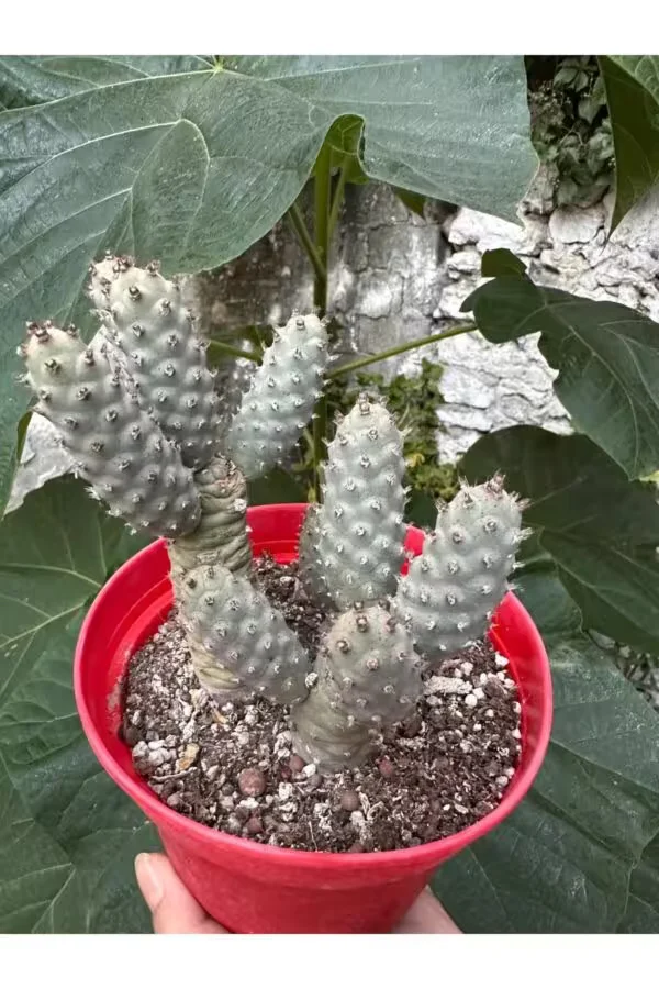 Tephrocactus Articulatus 15lik Saksıda Kaktüs