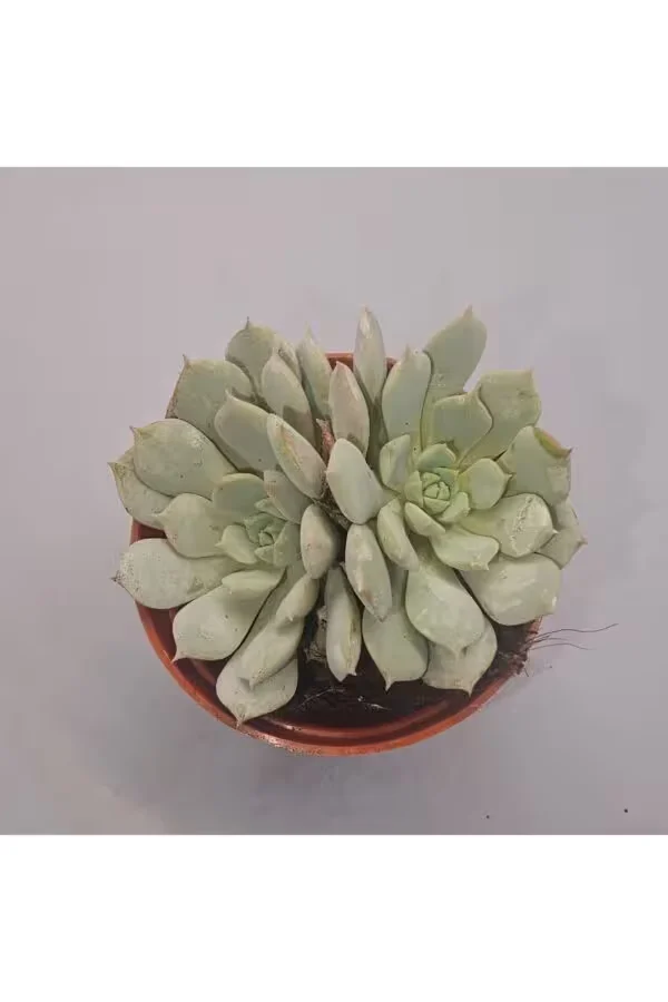 Echeveria Sukulent 5.5 lik Saksı