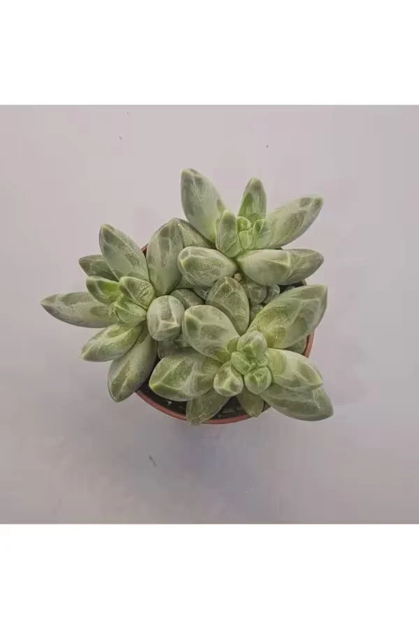Crassula Pachyphytum Sukulent 5.5 lik Saksı