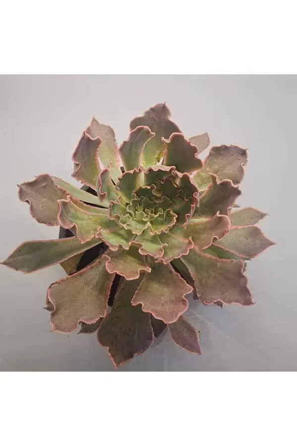 Echeveria Purple Sukulent 8.5 lik Saksı