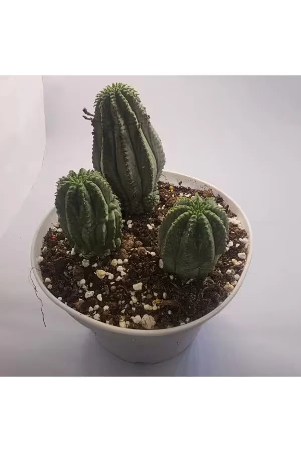 Euphorbia Polygona 15lik Saksılı 3 Adet Kaktüs