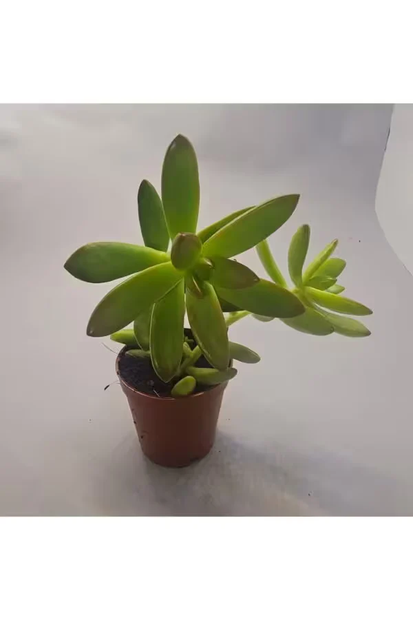 Sedum Nussbaumerianum Sukulent 5.5 lik Saksı