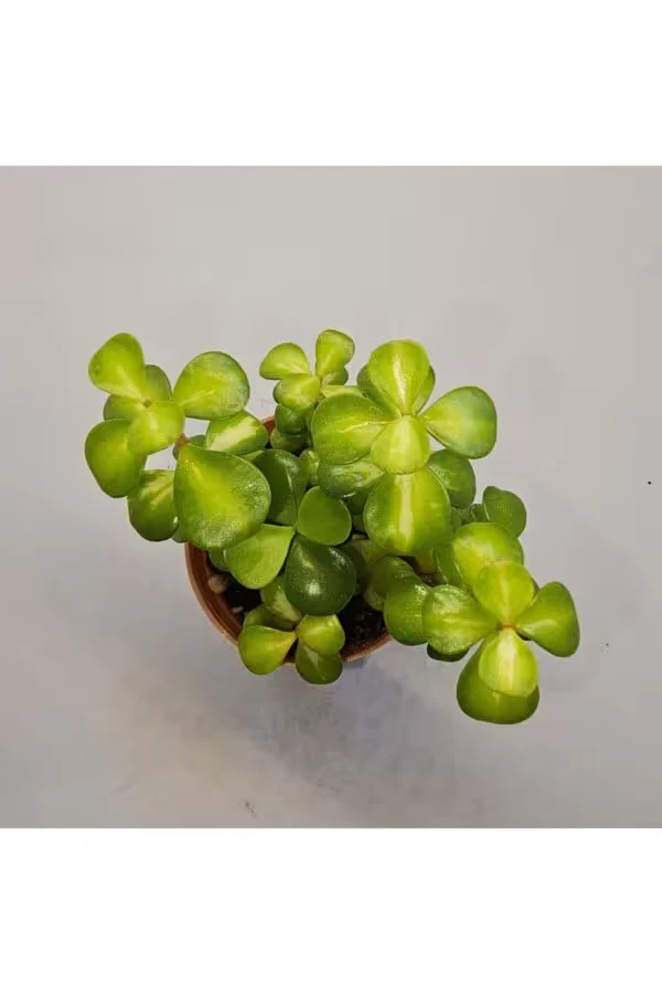 Portulacaria Afra Sukulent 5.5 lik Saksı