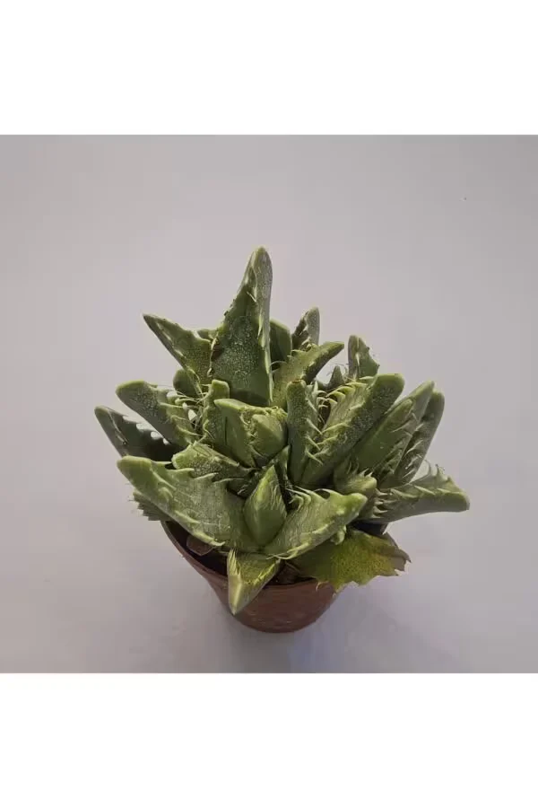Faucaria Tigrina Sukulent 5.5 lik Saksı