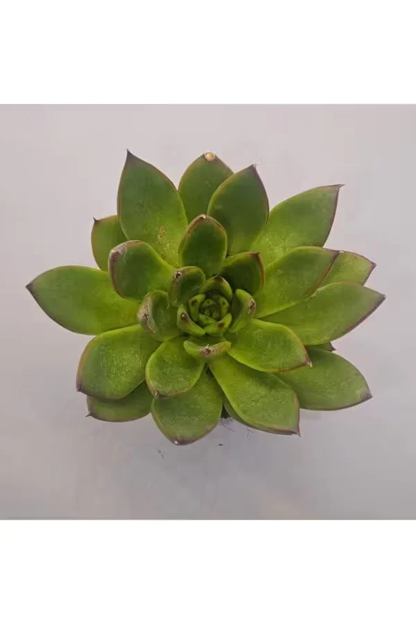 Echeveria Pulidonis Sukulent 5.5 lik Saksı