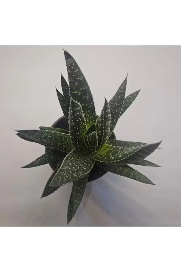 Haworthia Sukulent 8.5 lik Saksı
