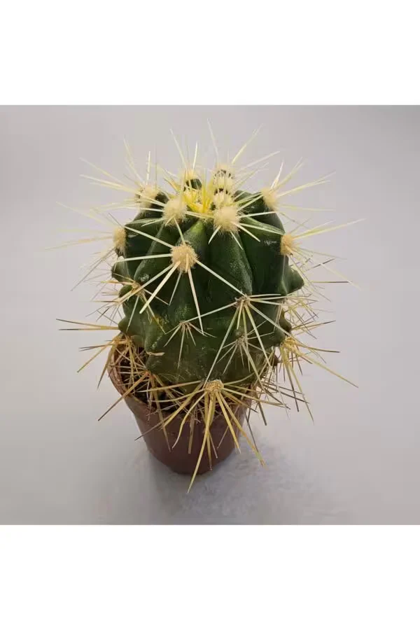 Ferocactuss 5,5lik Saksı