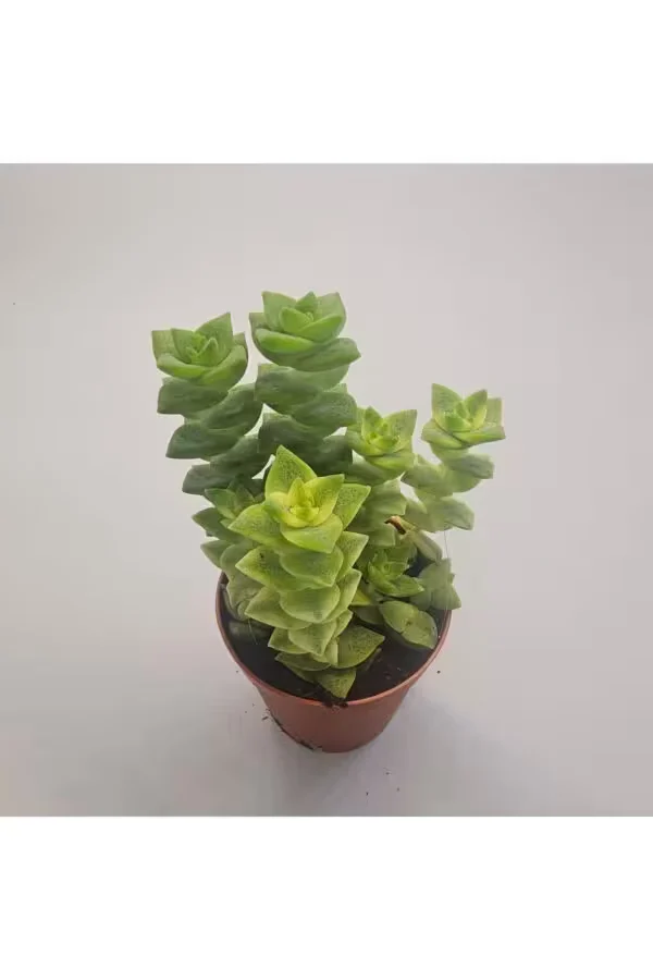 Crassula Perforata Sukulent 5.5 lik Saksı