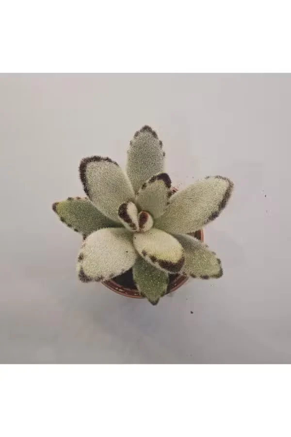 Kalanchoe Tomentosa Sukulent 5.5 lik Saksı