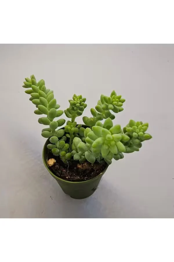 Sedum Morganianum Sukulent 5.5 lik Saksı