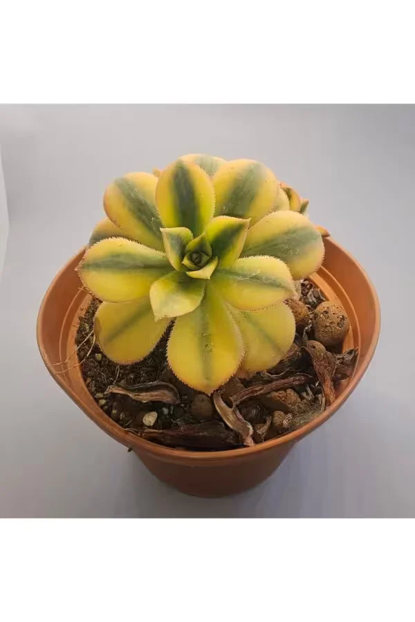 Aeonium 15lik Saksıda Bol Yavrulu Sukulent