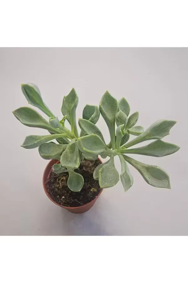 Senecio Kleiniiformis Sukulent 5.5 lik Saksı