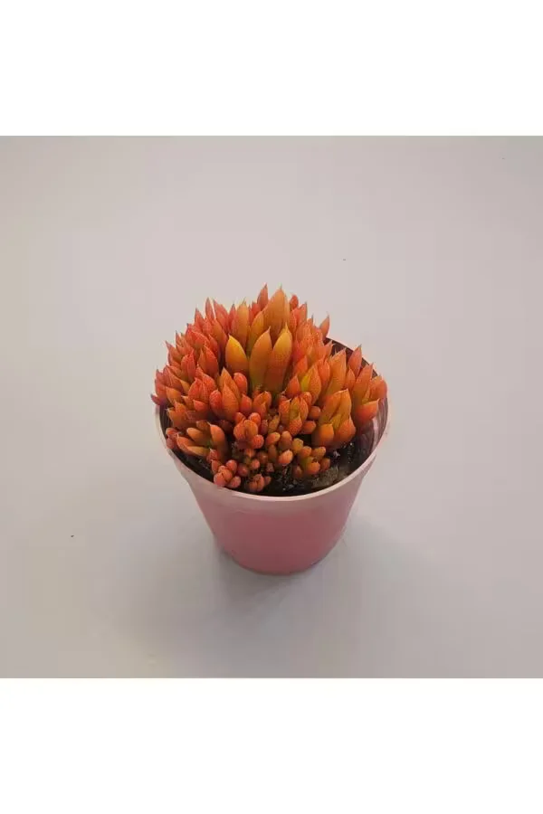 Orostachys Spinosa Sukulent 5.5 lik Saksı