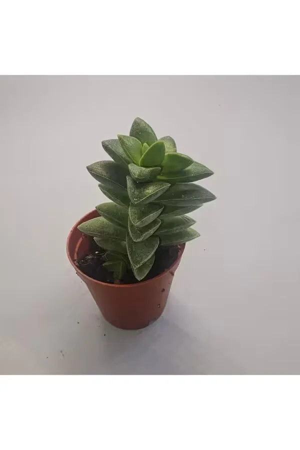 Crassula Springtime Sukulent 5.5 lik Saksı