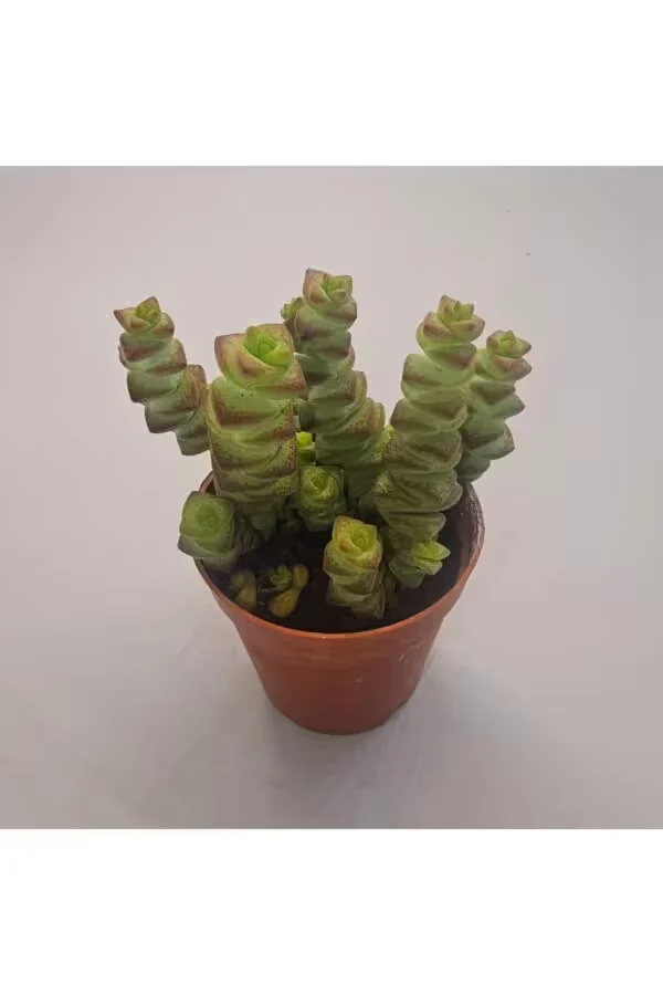 Crassula Marnieriana Sukulent 5.5 lik Saksı