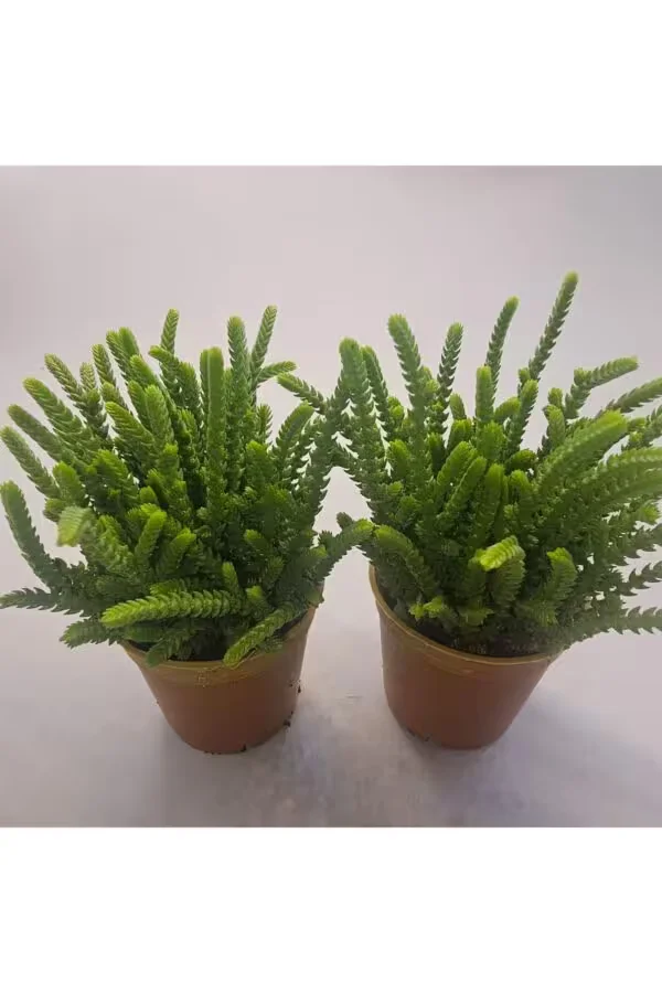 Crassula Muscosa Sukulent 5.5 lik Saksı