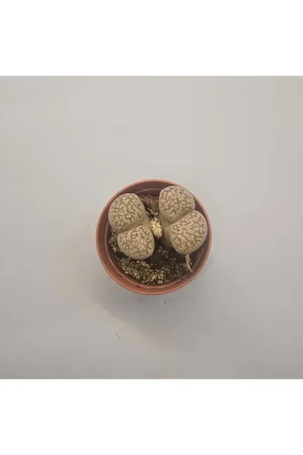 Lithops Taş Kaktüs 5,5lik Saksı