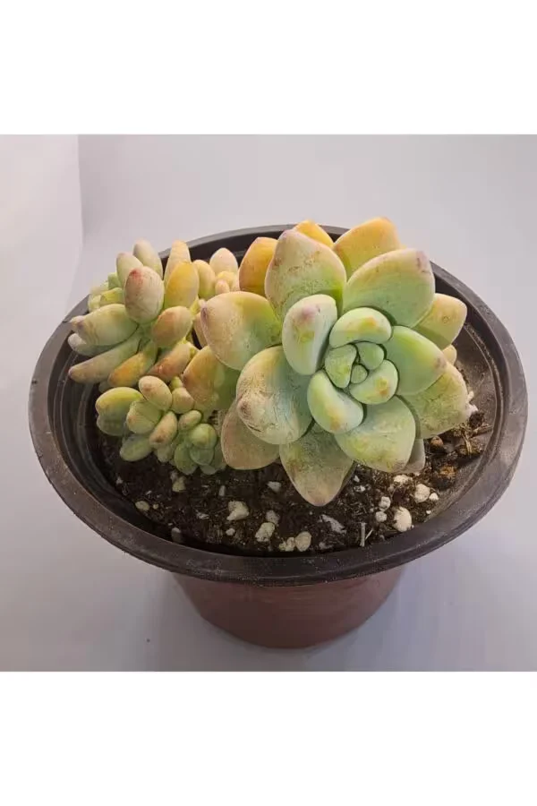 Sedum Clavatum 15lik Saksılı Kaktüs