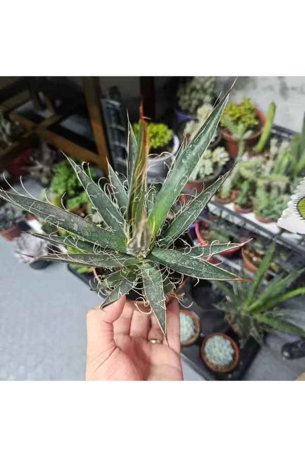 Agave filifera 9luk Saksıda Sukulent