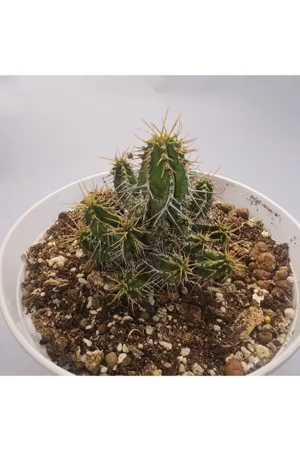 Euphorbia Horrida 15lik Saksıda Sukulent
