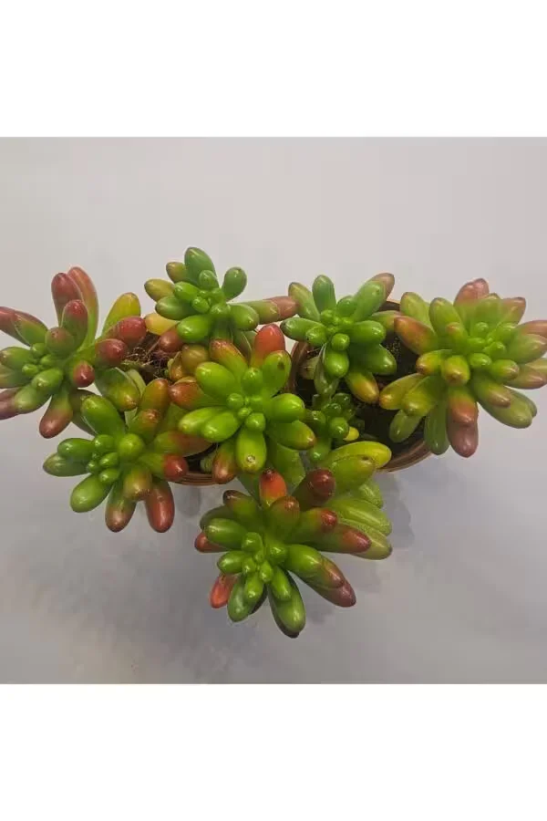 Sedum Rubrotinctum Sukulent 5.5 lik Saksı