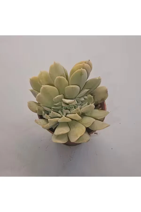 Echeveria Secunda Sukulent 5.5 lik Saksı