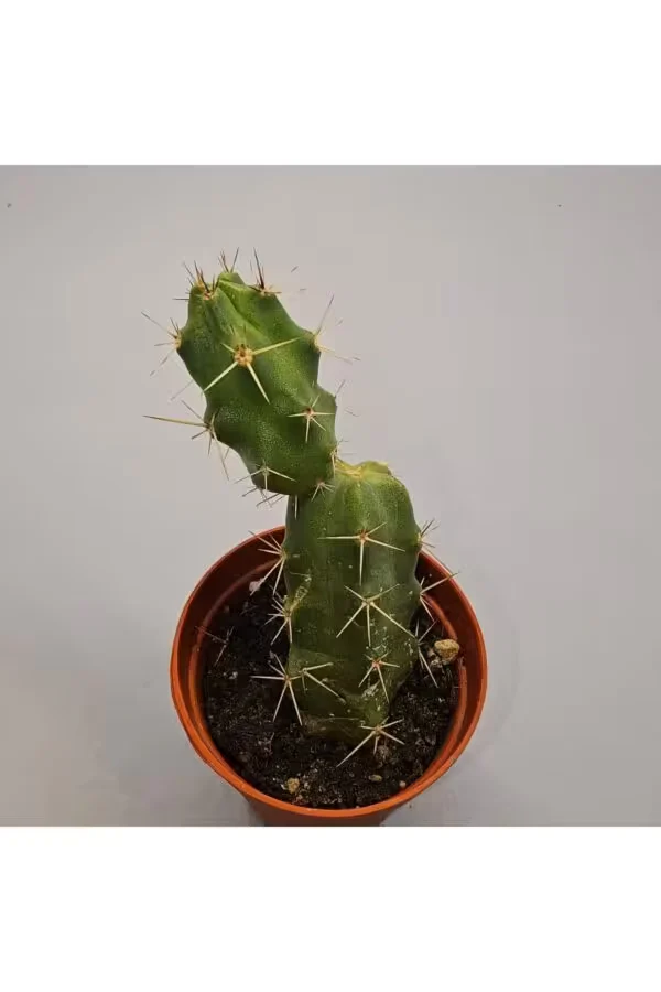 Echinocereus Pentalopus Kaktüs 5,5lik Saksı