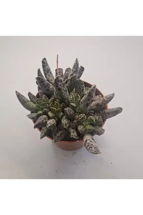 Adromischu Scooperi Sukulent 8.5 lik Saksı