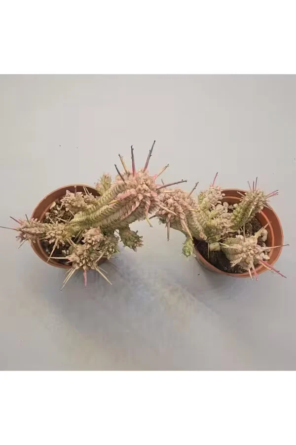 Euphorbia Spiralis Sukulent 5.5 lik Saksı