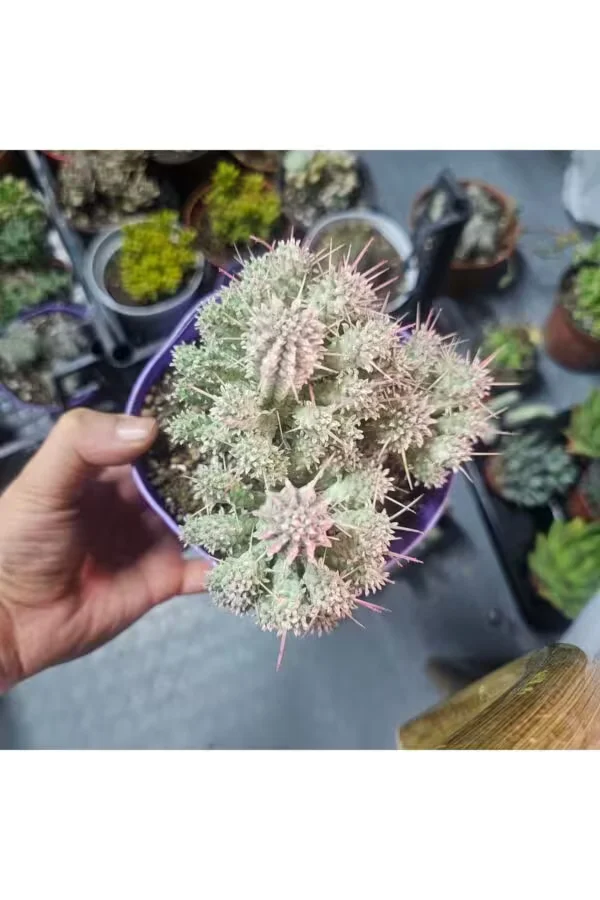 Euphorbia spiralis 15lik Saksıda Sukulent
