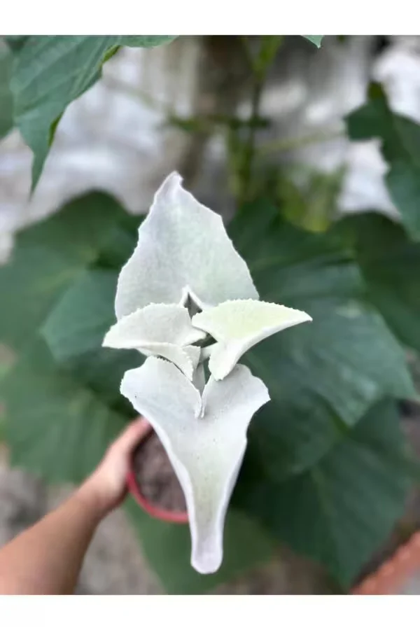 Kalanchoe Beharensis 15lik Saksıda Sukulent