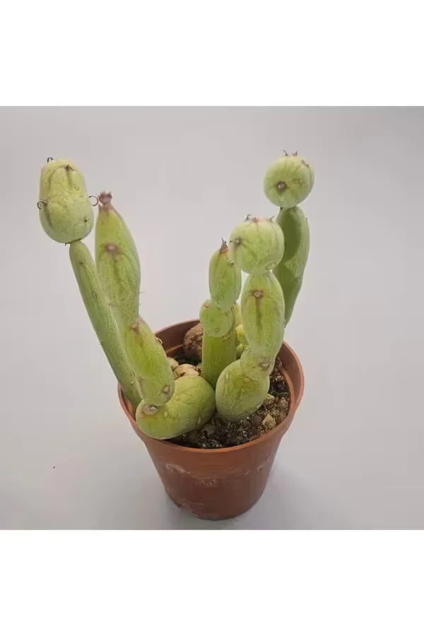 Senecio Articulatus Sukulent 5.5 lik Saksı
