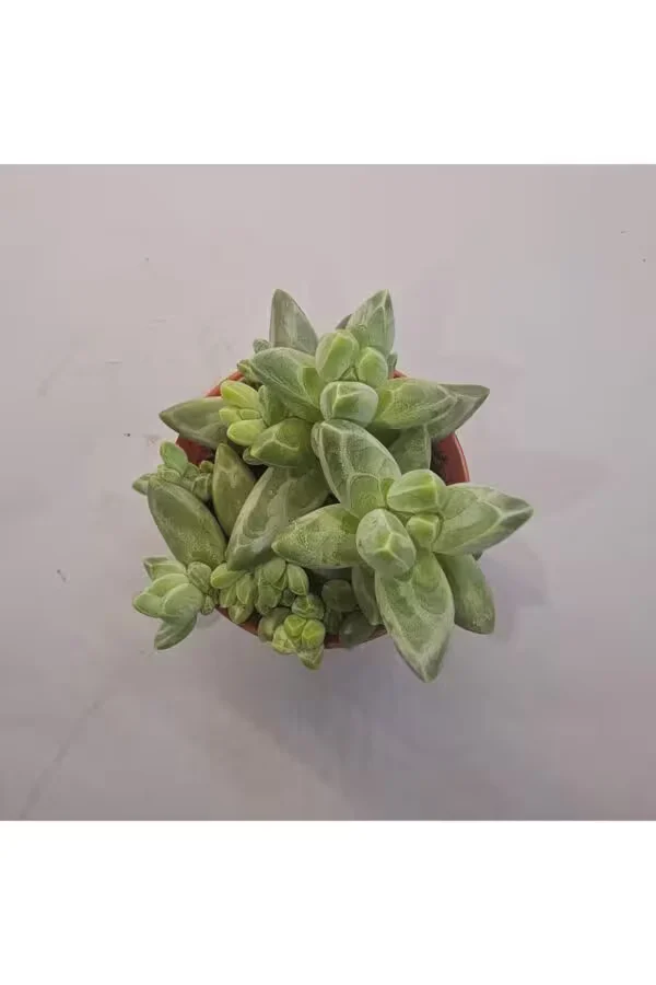 Crassula Pachyphytum Sukulent 5.5 lik Saksı