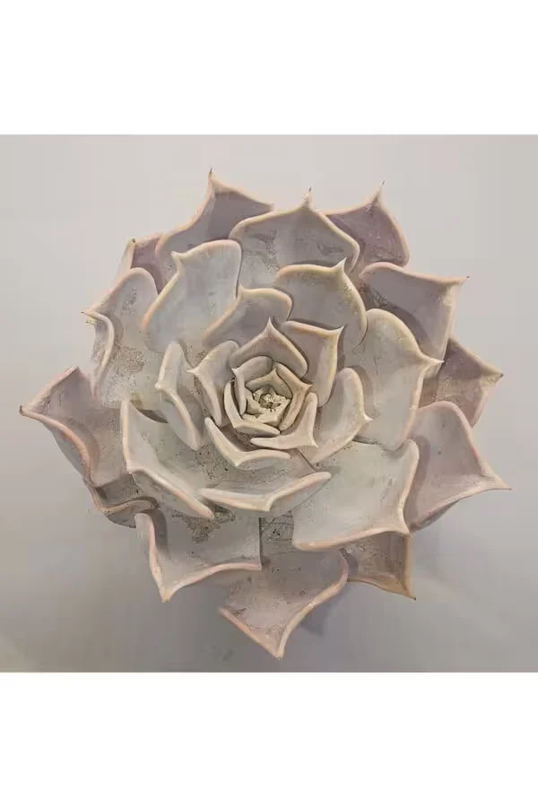 Echeveria Lilacina Sukulent 8.5 lik Saksı