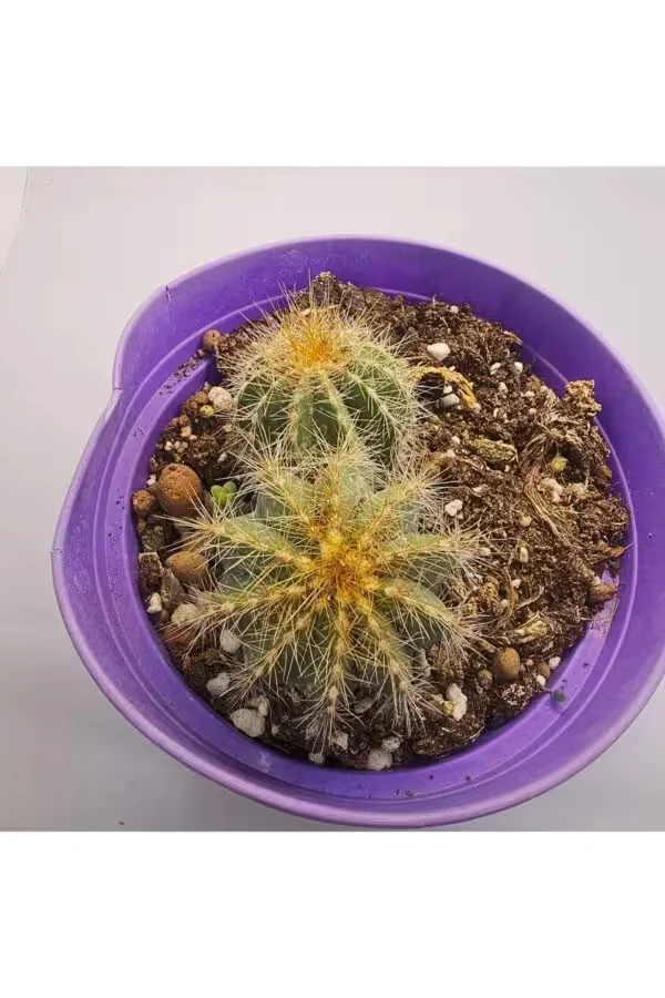 Parodia Magnifica 15lik Saksıda Sukulent