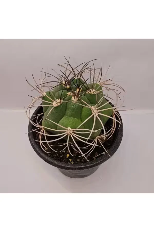 Gymnocalycium Saglionis 9luk Saksı Kaktüs