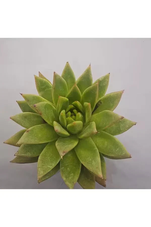 Echeveria Agavoides Sukulent 8.5 lik Saksı