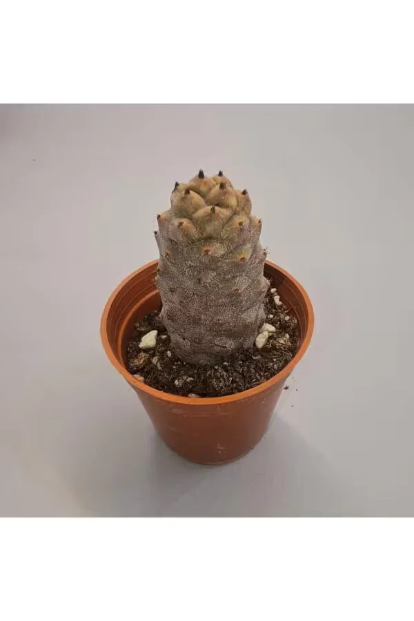 Tephrocactus Articulatus Kağıt Kaktüs 5,5lik saksı