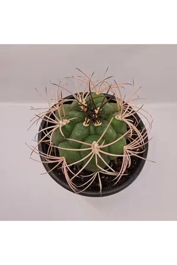 Gymnocalycium Saglionis 9'luk Saksı Kaktüs