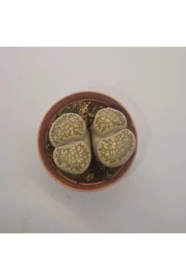 Lithops Taş Kaktüs 5,5lik Saksı