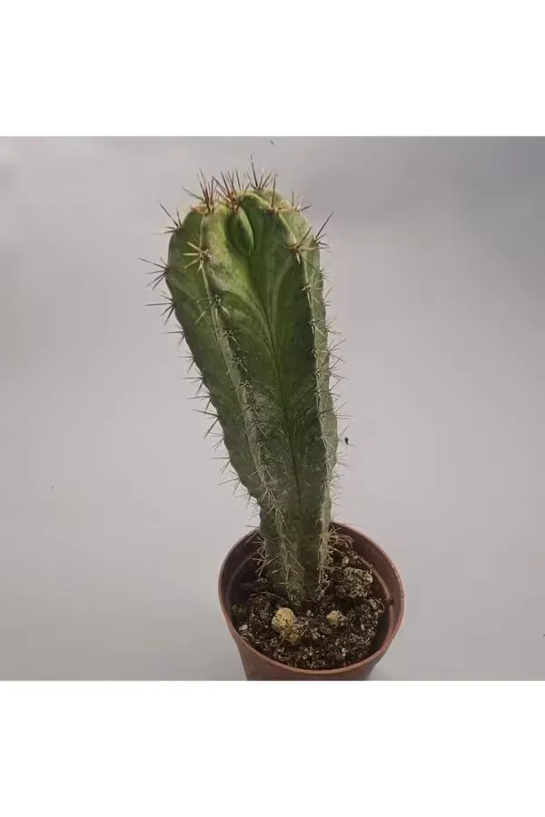 Polaskia Sütun Kaktüs 12cm  5,5lik Saksı