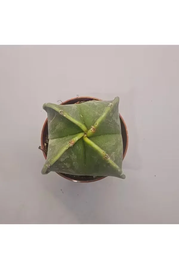 Astrophytum Myriostigma Kaktüs 5,5lik Saksı