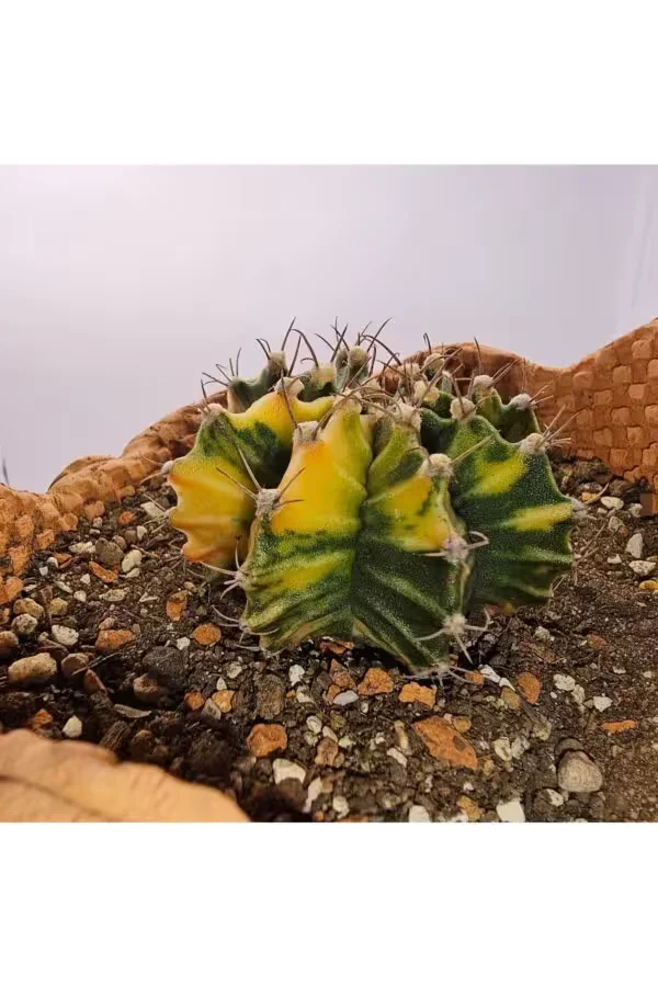 Gymnocalycium Mihanovichii Özel Koleksiyonluk Tür Kaktüs