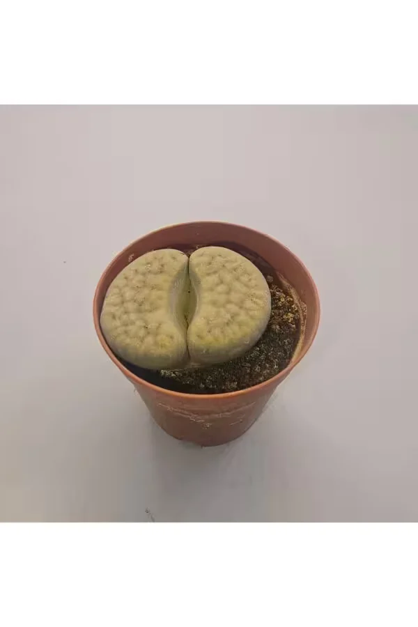 Lithops Taş Kaktüs 5,5lik Saksı