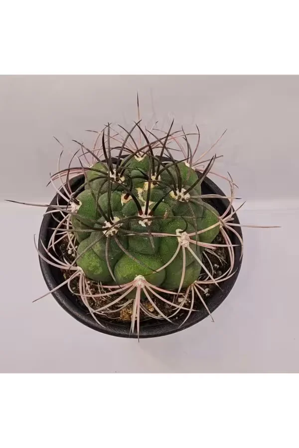 Gymnocalycium Saglionis 9luk Saksı Kaktüs