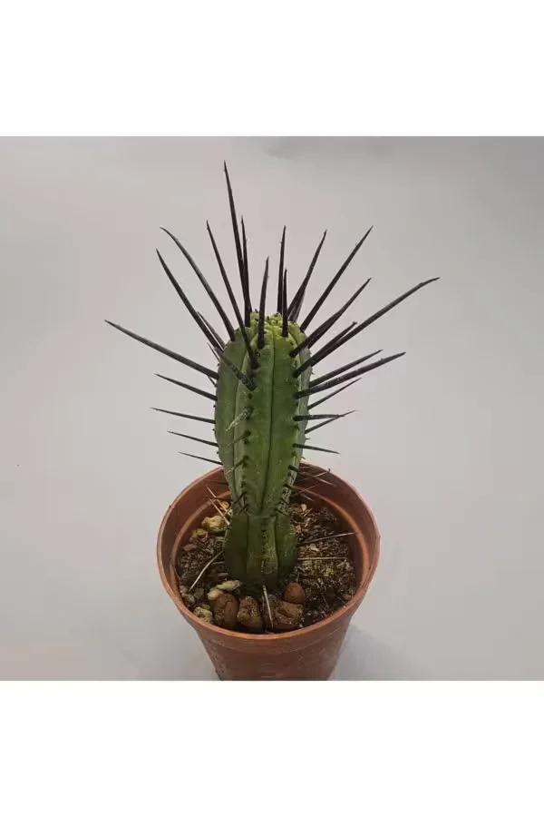 Euphorbia Enopla Kaktüs 5,5lik Saksı