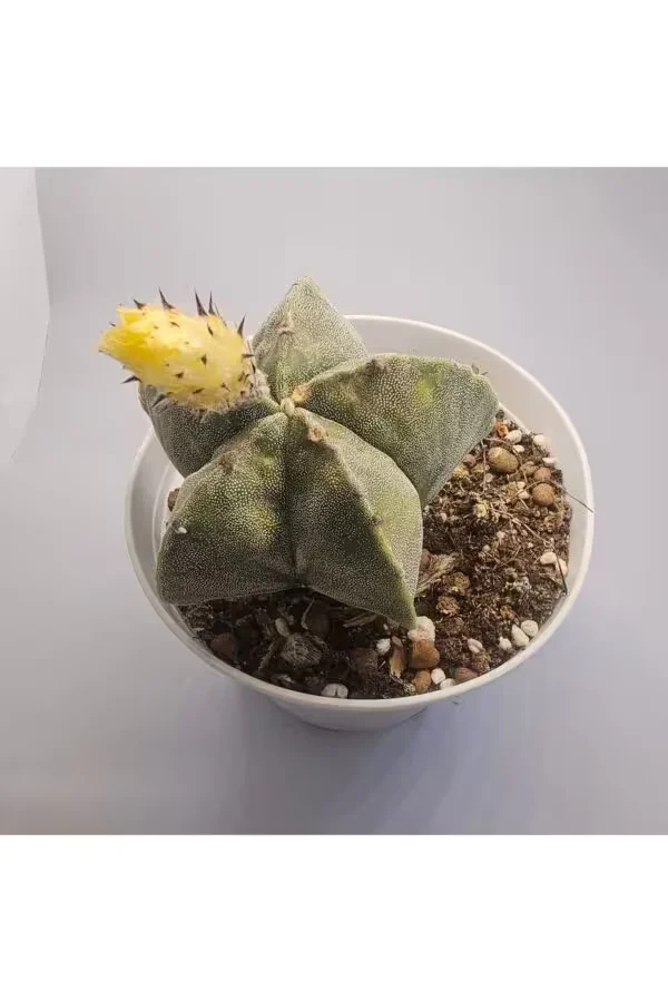 Astophytum Dev Boy 15,lik Saksıda Kaktüs