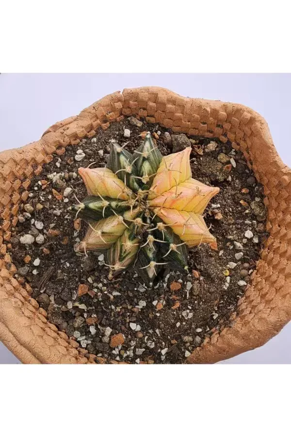 Gymnocalycium Mihanovichii Tek Diken Özel Tür Kaktüs