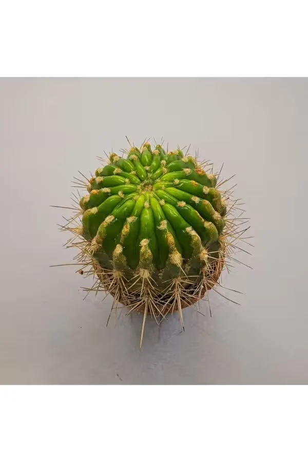 Kaynana Topuzu Echinopsis Kaktüs 5,5lik Saksı