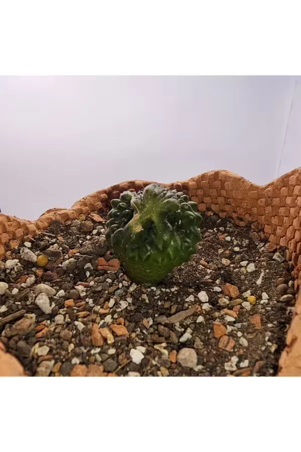 Gymnocalycium Mihanovichii İnermis Cristata